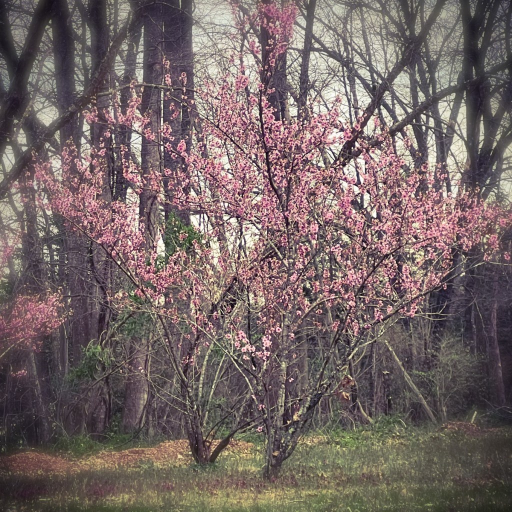 Springtime in Virginia