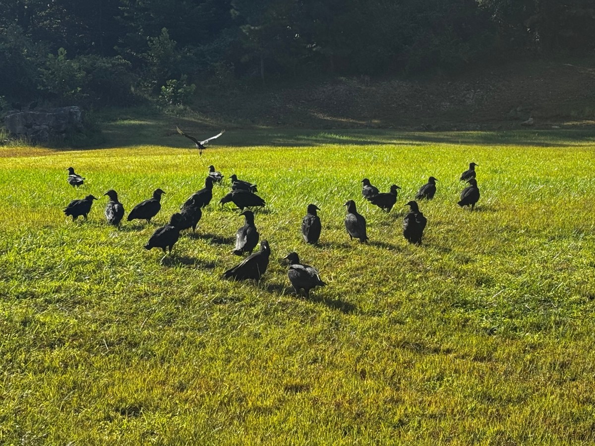 🦨 Animal Farm&nbsp;🦊